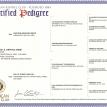 PEDIGREE